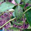 Cercospora