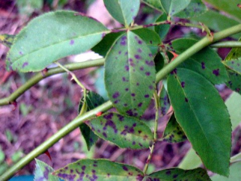 Cercospora