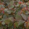 Coloured rose leaves