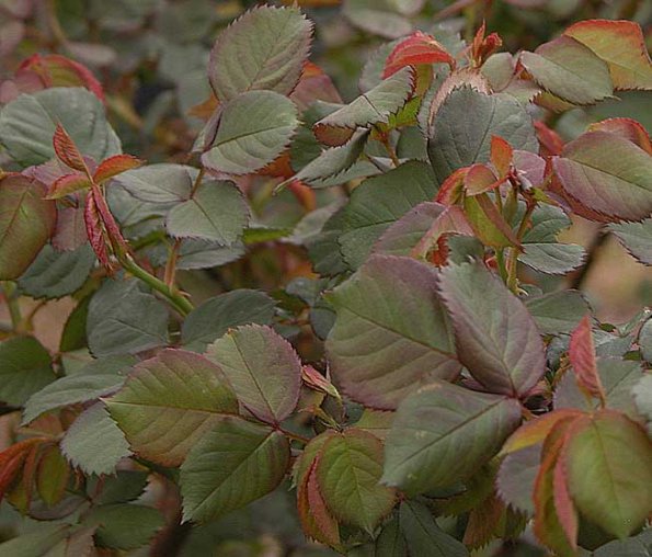 Coloured rose leaves