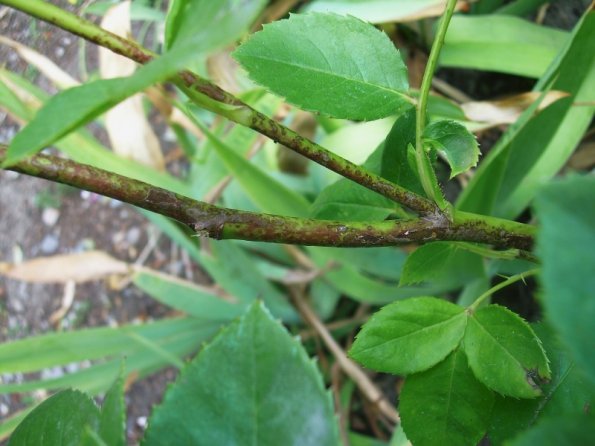 DowneyMildew