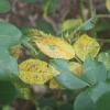 DyingLeafs
