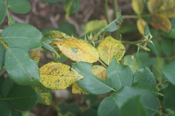 DyingLeafs