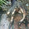 Gophers or moles