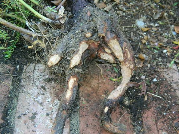 Gophers or moles