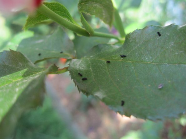 InsectPoop