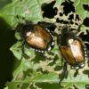 JAPBEETLES
