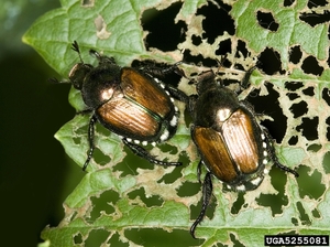 JAPBEETLES