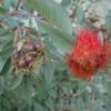 PinCushion