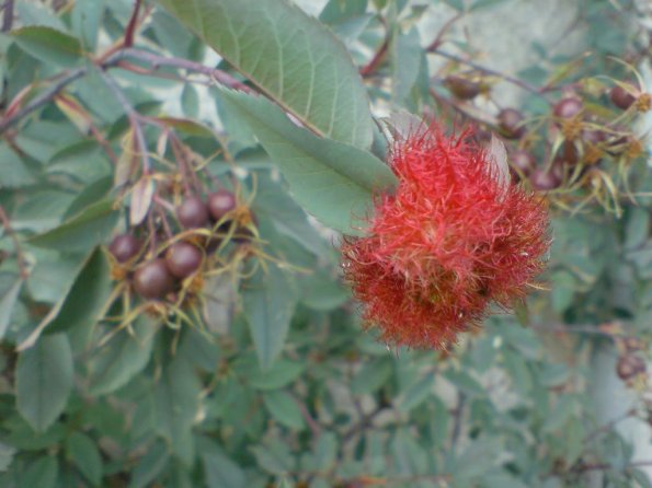 PinCushion