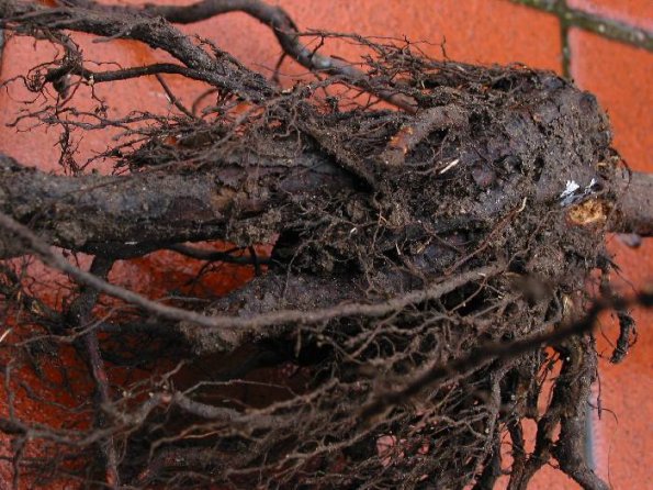 Planted deep