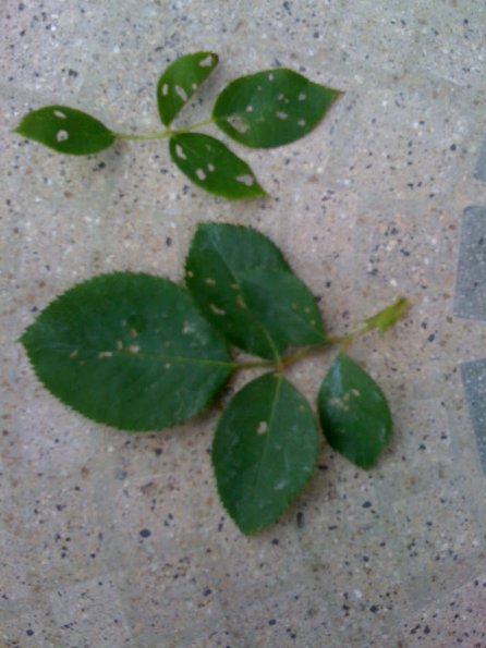 Rose Slug3JPG