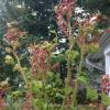 RoseRosette