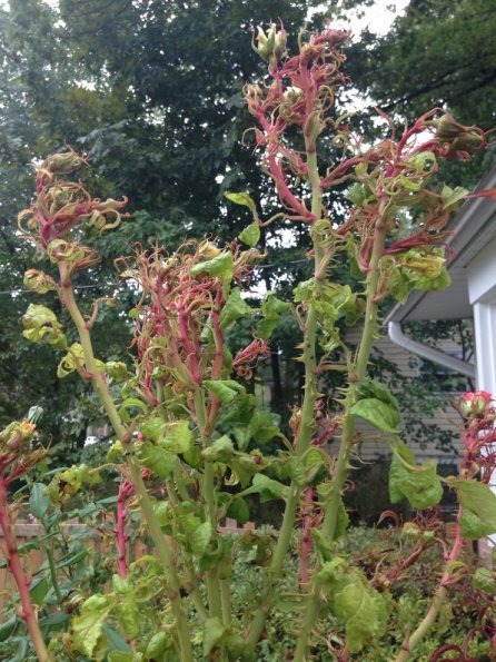 RoseRosette