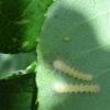 RoseSlug5