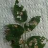 RoseSlugs 6