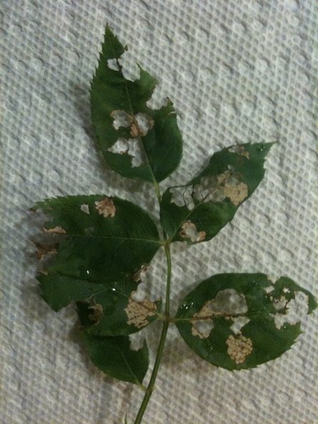 RoseSlugs 6