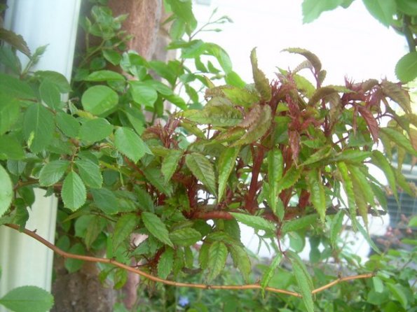 Rosette2