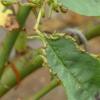 SawFlyWorm