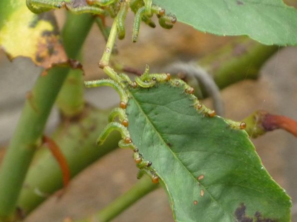 SawFlyWorm