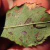 SawFly