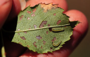 SawFly