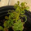 SpringDwarf