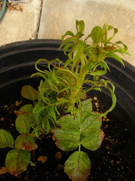 SpringDwarf