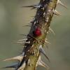 Thorns