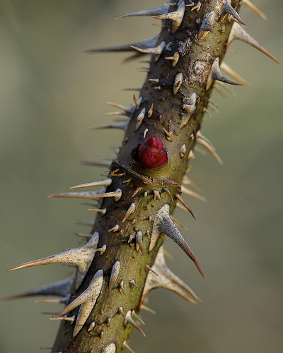 Thorns