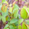 Yellow rose leaves