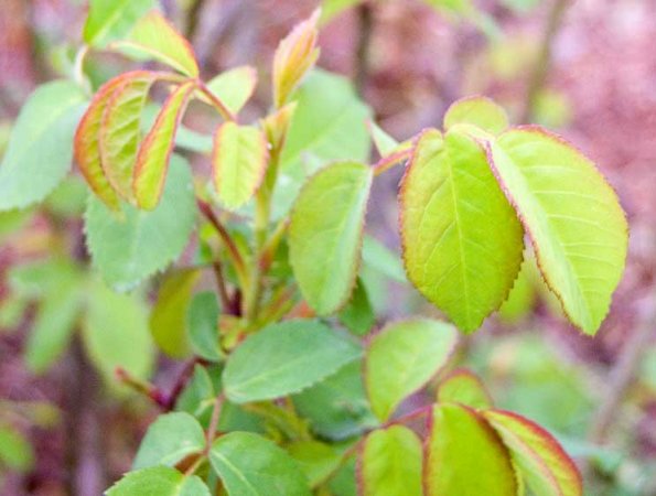 Yellow rose leaves