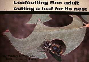 cutter bee