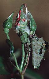 fruit tree leaf roller