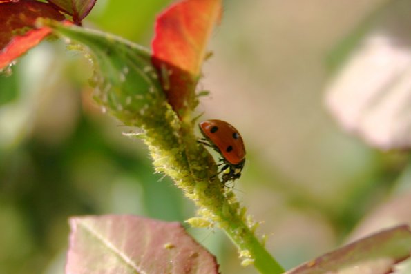 ladybug