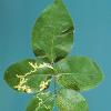 mosaic virus