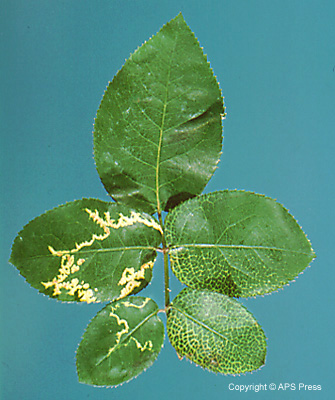 mosaic virus