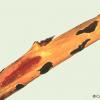 over wintering botrytis