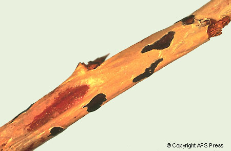 over wintering botrytis