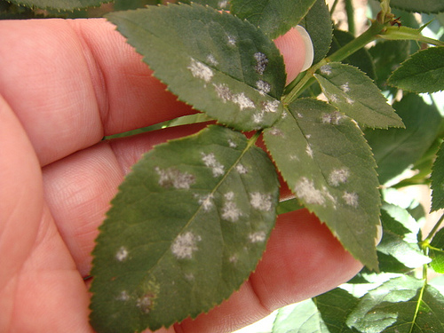 powderymildew 4