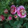 proliferation 3