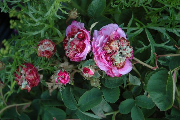 proliferation 3