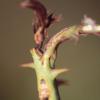 rose midge 2