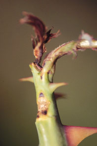 rose midge 2
