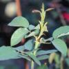 rose midge