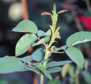 rose midge