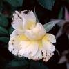 rose wevils
