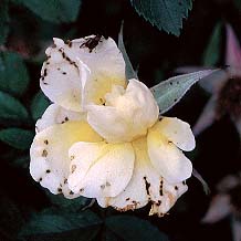 rose wevils