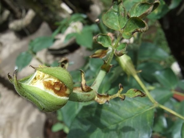 rosechilli