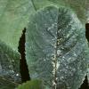 roseleafhopper